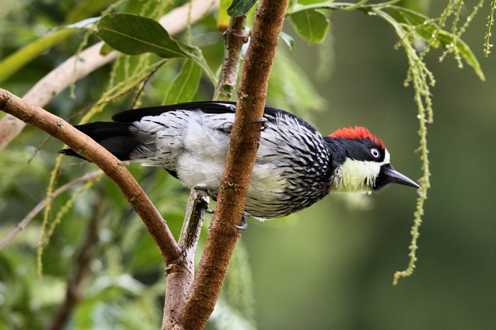 Datel sběrač (Melanerpes formicivorus) Acorn Woodpecker