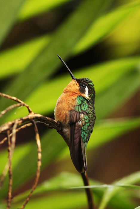 Kolibřík fialovohrdlý