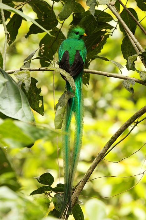 Kvesal chocholatý (Pharomachrus mocinno) Resplendent Quetzal