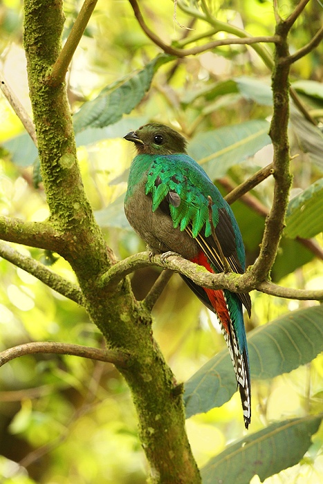 Kvesal chocholatý (Pharomachrus mocinno) Resplendent Quetzal