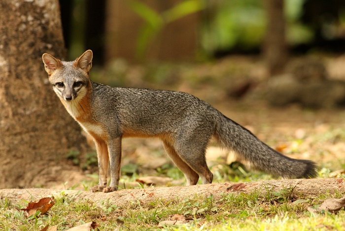Liška šedá (Urocyon cinereoargenteus) Gray fox