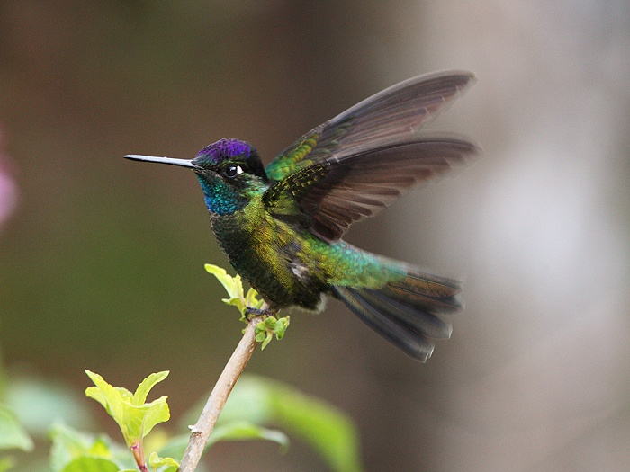 Magnificent Hummingbird (Eugenes fulgens) Kolibřík skvostný