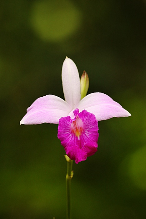 Orchidej, Belize