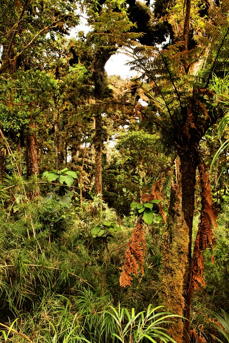 Panama, vysokohorský deštný prales