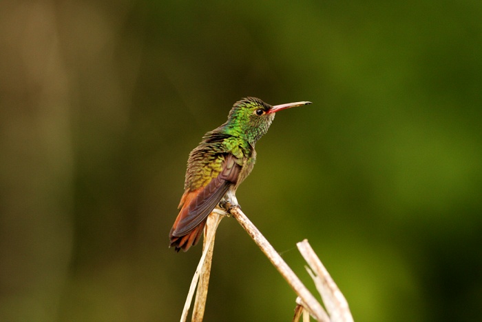 Rufous-tailed Hummingbird (Amazilia tzacatl) Kolibřík rezavoocasý
