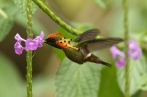 Kolibřík ozdobný