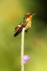 Kolibřík ozdobný