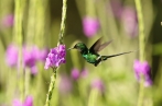 Kolibřík ploskoocasý