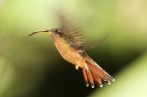 Kolibřík ryšavoocasý
